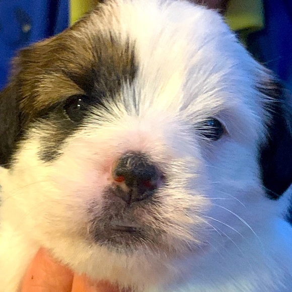 Meet your Posher, Emma - Picture 1 of 1